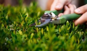 Essential Spring Lawn Care Tips for Northern VA Homeowners